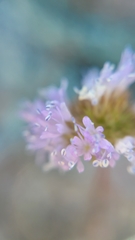 Gilia capitata capitata