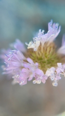 Gilia capitata capitata