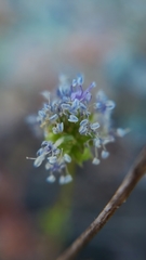 Gilia capitata capitata