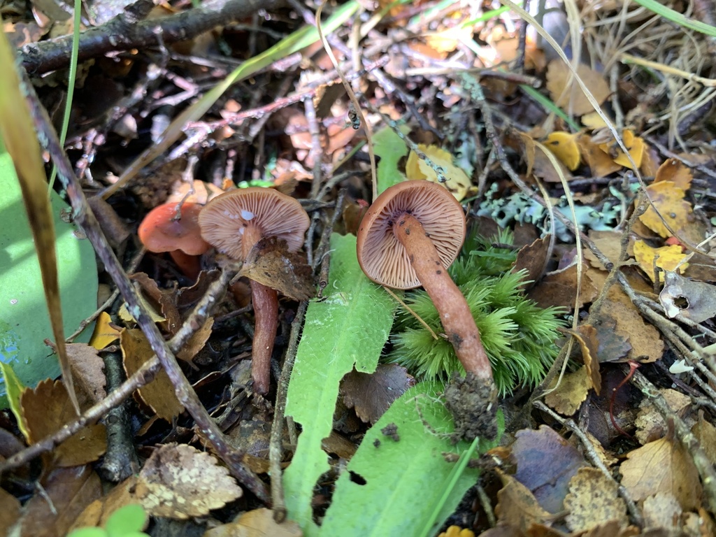 Lactarius sp. 'Hauroko'