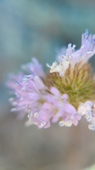 Gilia capitata capitata