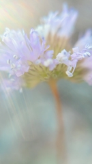 Gilia capitata capitata