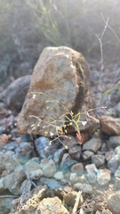 Hesperolinon micranthum