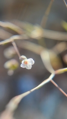 Hesperolinon micranthum