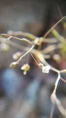 Hesperolinon micranthum