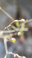 Hesperolinon micranthum