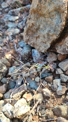 Hesperolinon micranthum