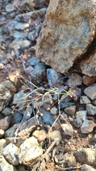 Hesperolinon micranthum