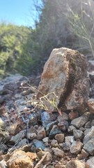 Hesperolinon micranthum