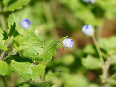 Veronica persica