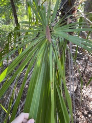 Livistona decora