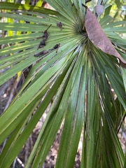 Livistona decora