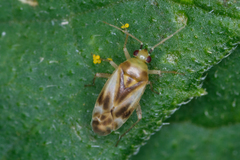 Plagiognathus albatus
