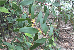 Persoonia confertiflora