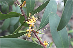 Persoonia confertiflora