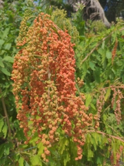 Chenopodium formosanum