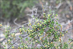 Pseudanthus orbicularis