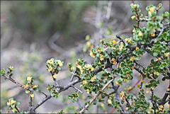 Pseudanthus orbicularis