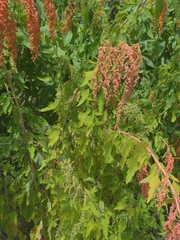 Chenopodium formosanum