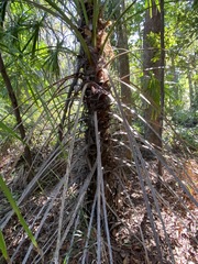 Livistona decora