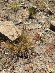 Juncus occidentalis