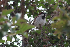 Passer domesticus