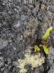 Polypodium pellucidum vulcanicum