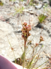 Juncus occidentalis