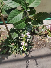 Pseuderanthemum carruthersii