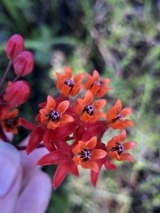 Asclepias lanceolata image