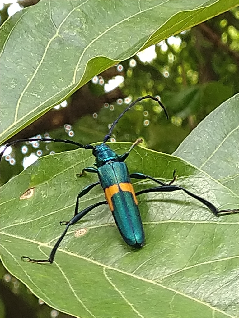 Chelidonium cinctum