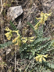 Astragalus beckwithii
