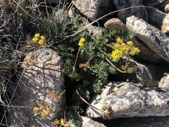 Lomatium hendersonii