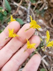 Vancouveria chrysantha