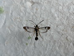 Synanthedon spuleri