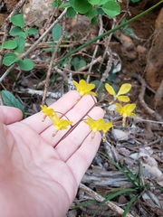 Vancouveria chrysantha
