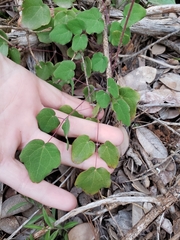 Vancouveria chrysantha