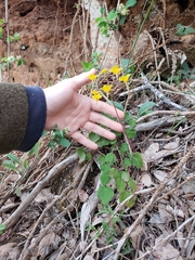 Vancouveria chrysantha