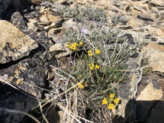 Lomatium hendersonii