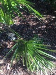 Leucothrinax morrisii