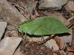 Baryprostha foliacea