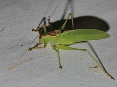 Hexacentrus unicolor