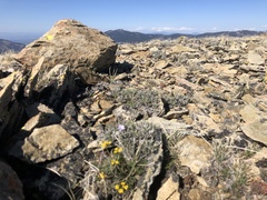 Lomatium hendersonii