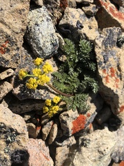 Lomatium hendersonii