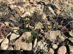 Lomatium hendersonii