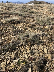 Lomatium hendersonii