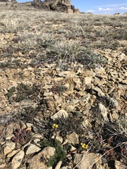 Lomatium hendersonii