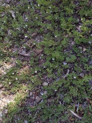 Arctostaphylos nevadensis