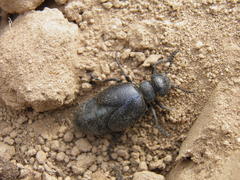 Meloe brevicollis