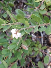 Arctostaphylos nevadensis